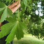 Acer saccharinumFolha