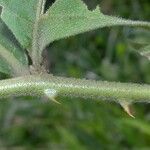 Solanum jamaicense ᱪᱷᱟᱹᱞᱤ