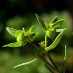 Euphorbia exigua Flor
