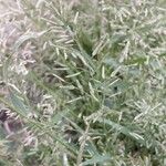 Eragrostis minor Maua