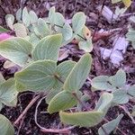 Origanum rotundifolium Leaf