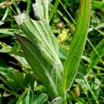 Centaurea uniflora Leaf