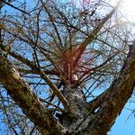 Larix decidua موطن