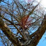 Larix decidua Celota