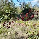 Crataegus monogynaFruit