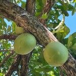 Crescentia alata Fruto