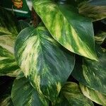 Epipremnum aureum Leaf