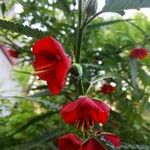 Pentapetes phoenicea Květ