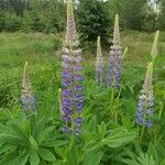 Lupinus × regalis Λουλούδι