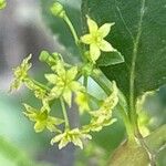 Rubia fruticosa Flower