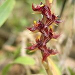 Bulbophyllum nigericum Květ