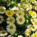 Argyranthemum frutescensКвітка