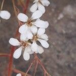 Saxifraga cotyledon 花