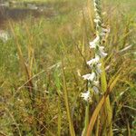 Spiranthes vernalis Flower