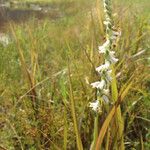 Spiranthes vernalis Kukka