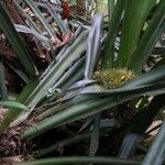 Aechmea magdalenae Bark