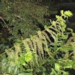 Coriaria ruscifolia Συνήθη χαρακτηριστικά