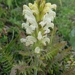 Pedicularis comosa Цветок