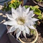 Echinopsis oxygona Λουλούδι