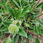 Hydrophyllum capitatum Blomma