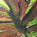 Columnea medicinalis 形態