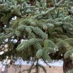 Abies numidica ഇല