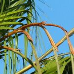 Washingtonia filifera Flower