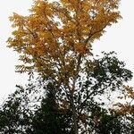 Fraxinus nigra Feuille