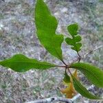 Pittosporum verrucosum Habitus