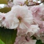 Prunus serrulataFlower