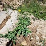 Sonchus maritimus Pokrój