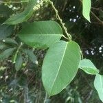 Stigmaphyllon ellipticum Leaf