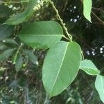 Stigmaphyllon ellipticum Hoja
