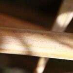 Arundo micrantha Arall