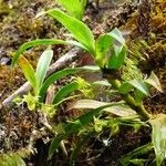 Angraecum obversifolium Anders