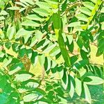 Cassia leptophylla 整株植物