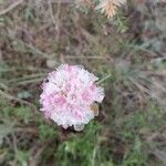 Armeria macrophylla Flor