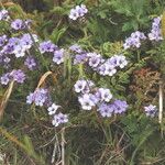 Phacelia distans Elinympäristö