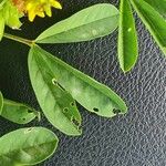 Crotalaria pycnostachya Leaf