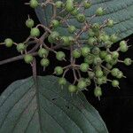 Cornus macrophylla موطن