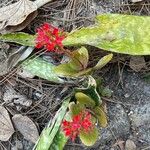 Kalanchoe crenataBlodyn