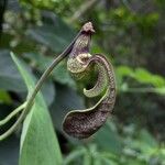 Aristolochia ringens Blüte