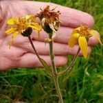 Arnica montana Cvet