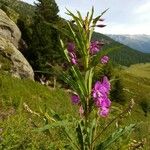 Epilobium angustifoliumКвітка