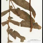 Phlebodium decumanum Leaf