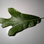 Quercus falcata Leaf