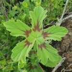 Pelargonium multibracteatum Leaf