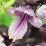 Ocimum kilimandscharicum Flower