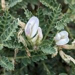 Astragalus terraccianoi Blomst