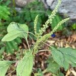 Amaranthus viridisЛіст